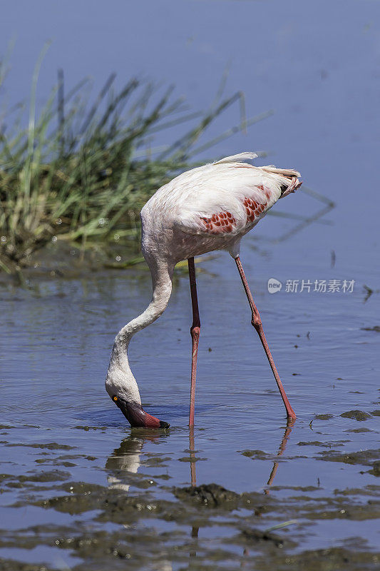 小火烈鸟(Phoenicopterus minor)是一种出现在撒哈拉以南非洲的火烈鸟。纳库鲁湖国家公园，肯尼亚